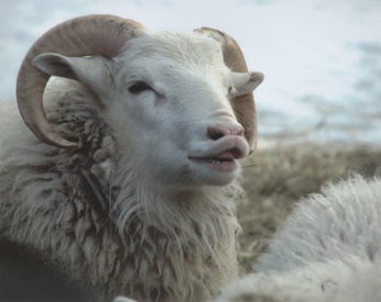 Single Sheep Picture