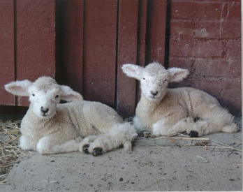 Two or More Sheep Picture