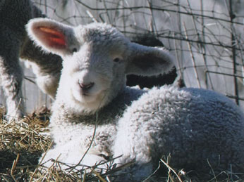 Massachusetts Sheep & Woolcraft Fair Photo Winner