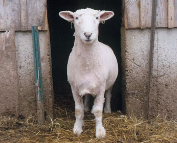 Massachusetts Sheep & Woolcraft Fair Photo Winner