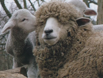 Massachusetts Sheep & Woolcraft Fair Photo Winner