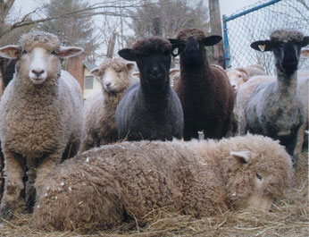 Massachusetts Sheep & Woolcraft Fair Photo Winner
