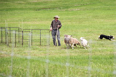 Mass. Sheep & Wool Dog Trials