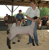 Sheep